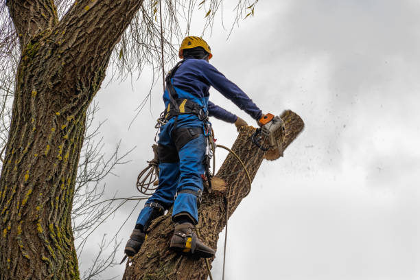 Best Tree Clearing Services  in Abbeville, SC